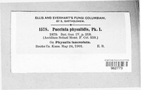 Puccinia physalidis image